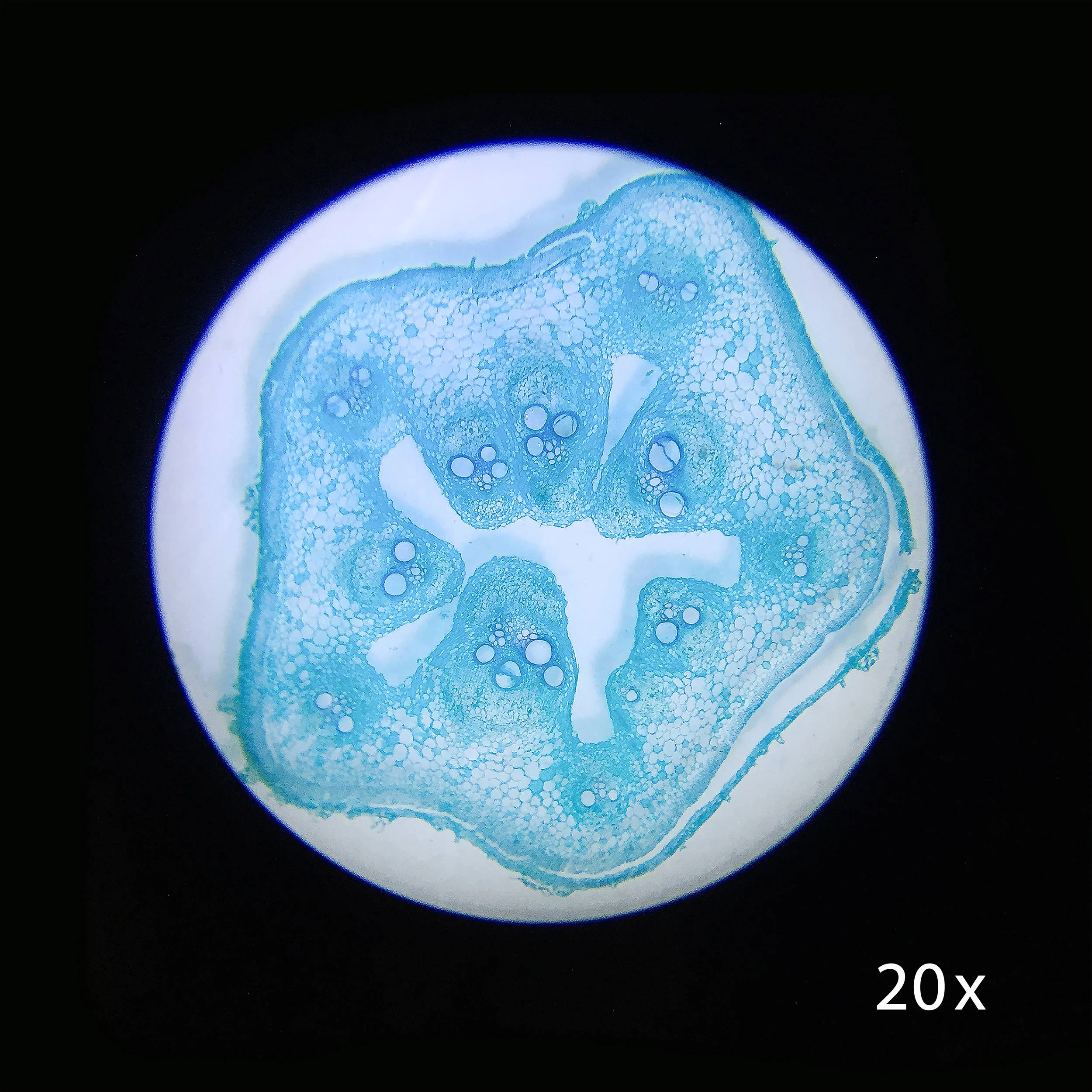 Barska AY13116 Student Stereo Microscope (White) - Image 6