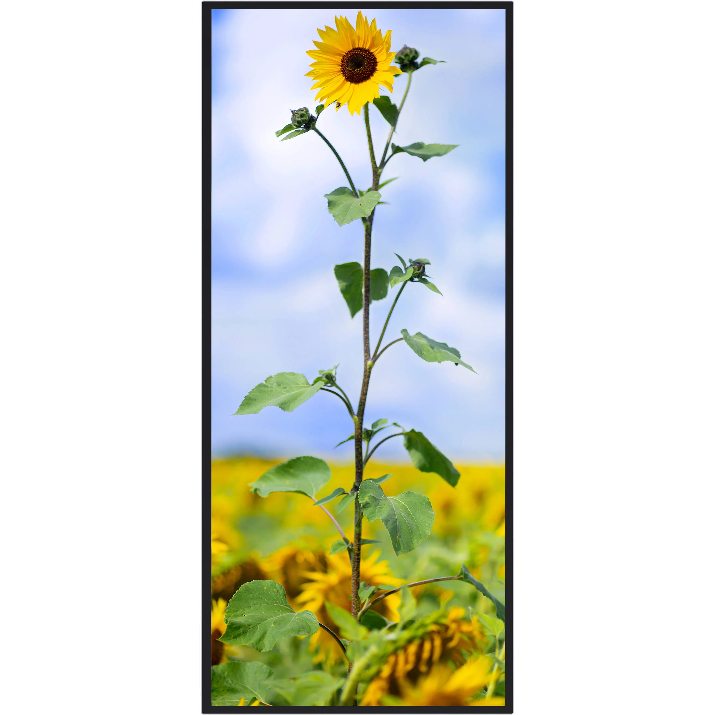 Jupiter Systems Pana 81 21:9 Ultra-Wide 81" 5K Commercial Touchscreen LCD Display - Image 3