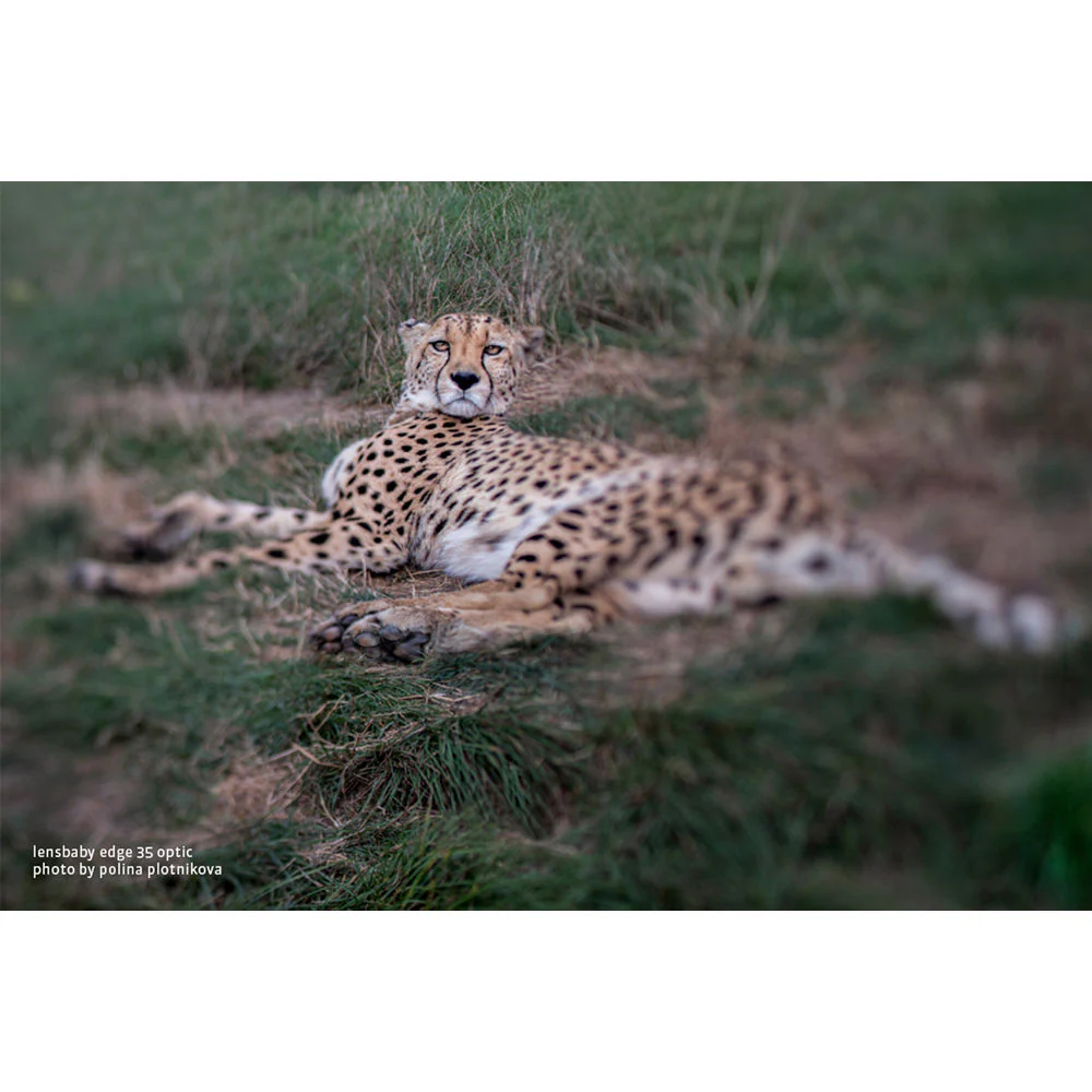 Lensbaby Composer Pro II with Edge 35 Optic for Micro Four Thirds - Image 6