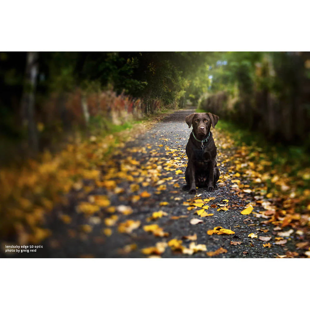 Lensbaby Edge 50 Optic - Image 5