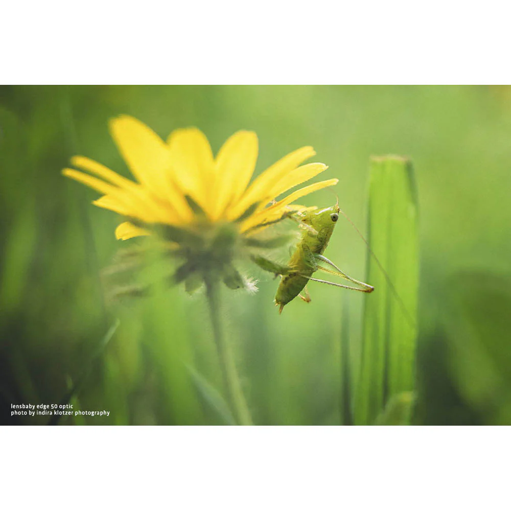 Lensbaby Edge 50 Optic - Image 7