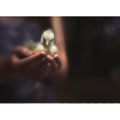 Lensbaby Fixed Body with Creative Bokeh Optic for Canon EF - Image 5