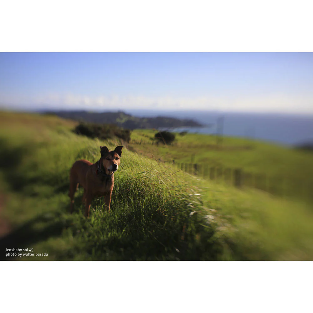 Lensbaby Sol 45mm f/3.5 Lens for Canon EF Cameras - Image 18