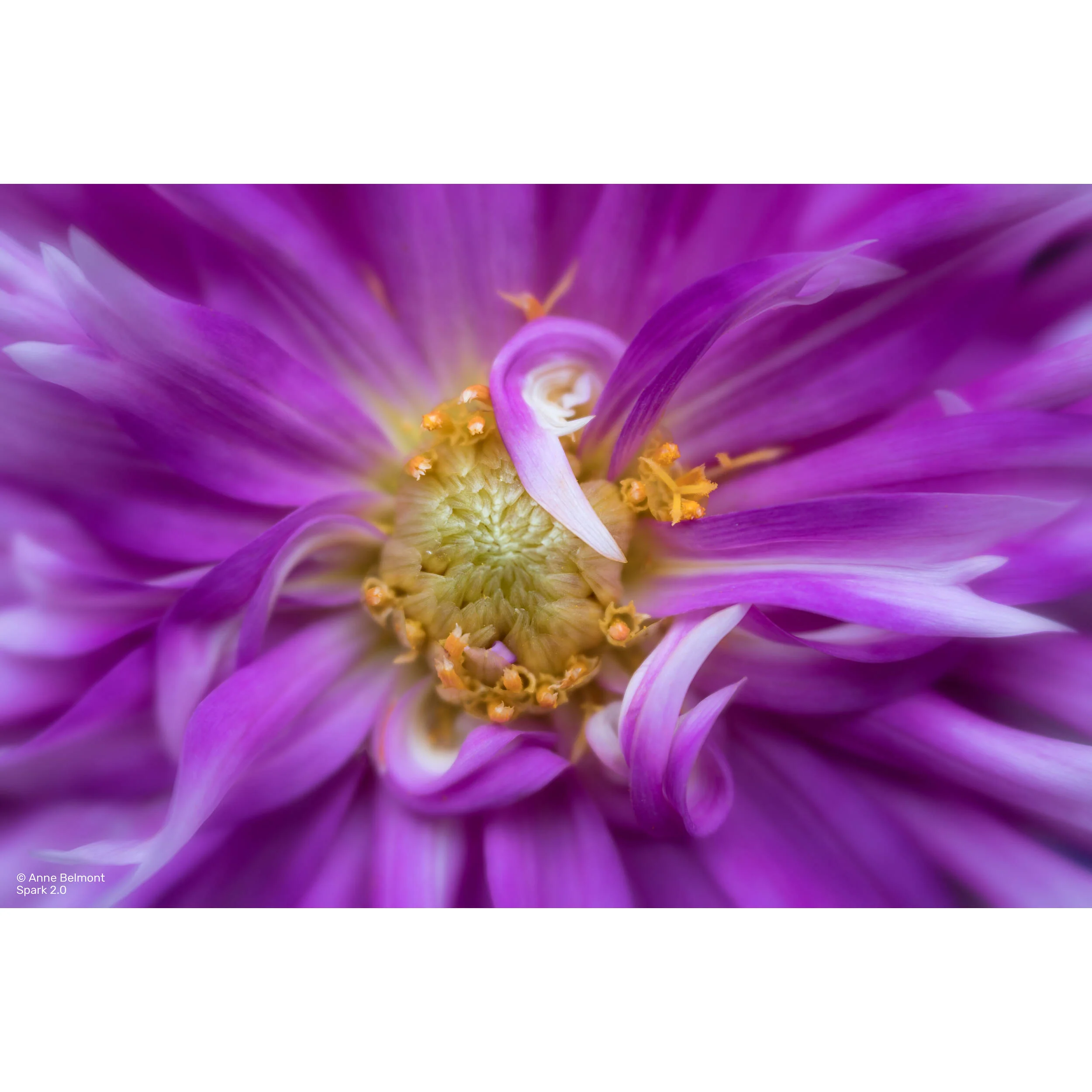 Lensbaby Spark 2.0 with Sweet 50 Optic for Nikon F - Image 3