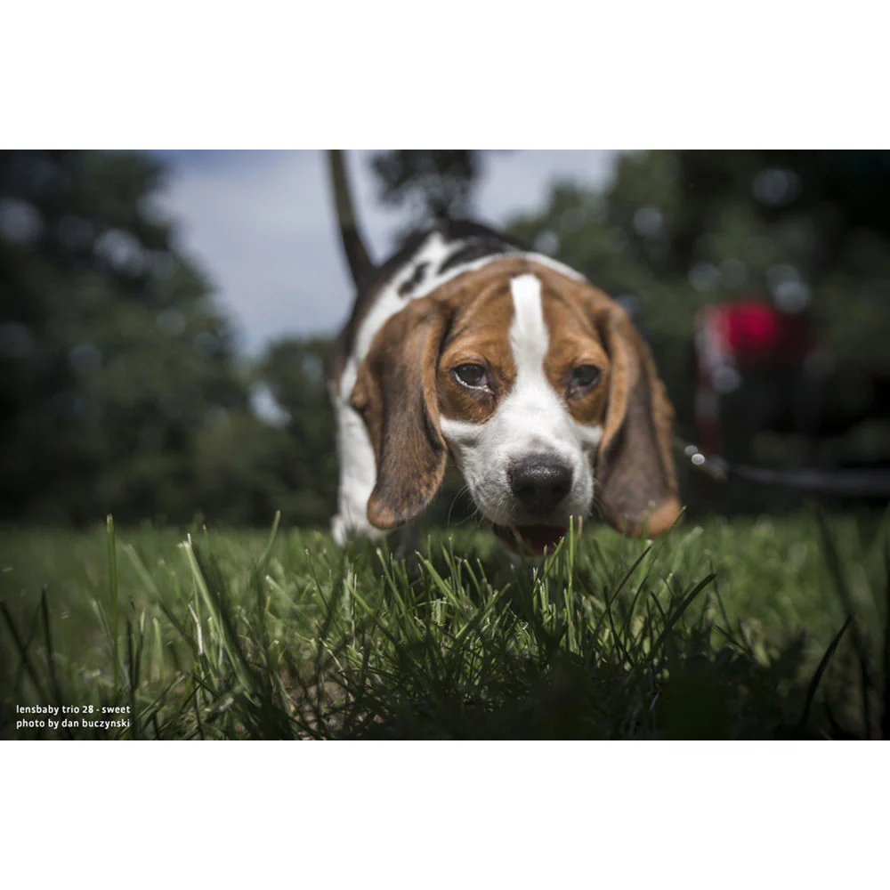 Lensbaby Trio 28mm f/3.5 Lens for Fujifilm X - Image 8