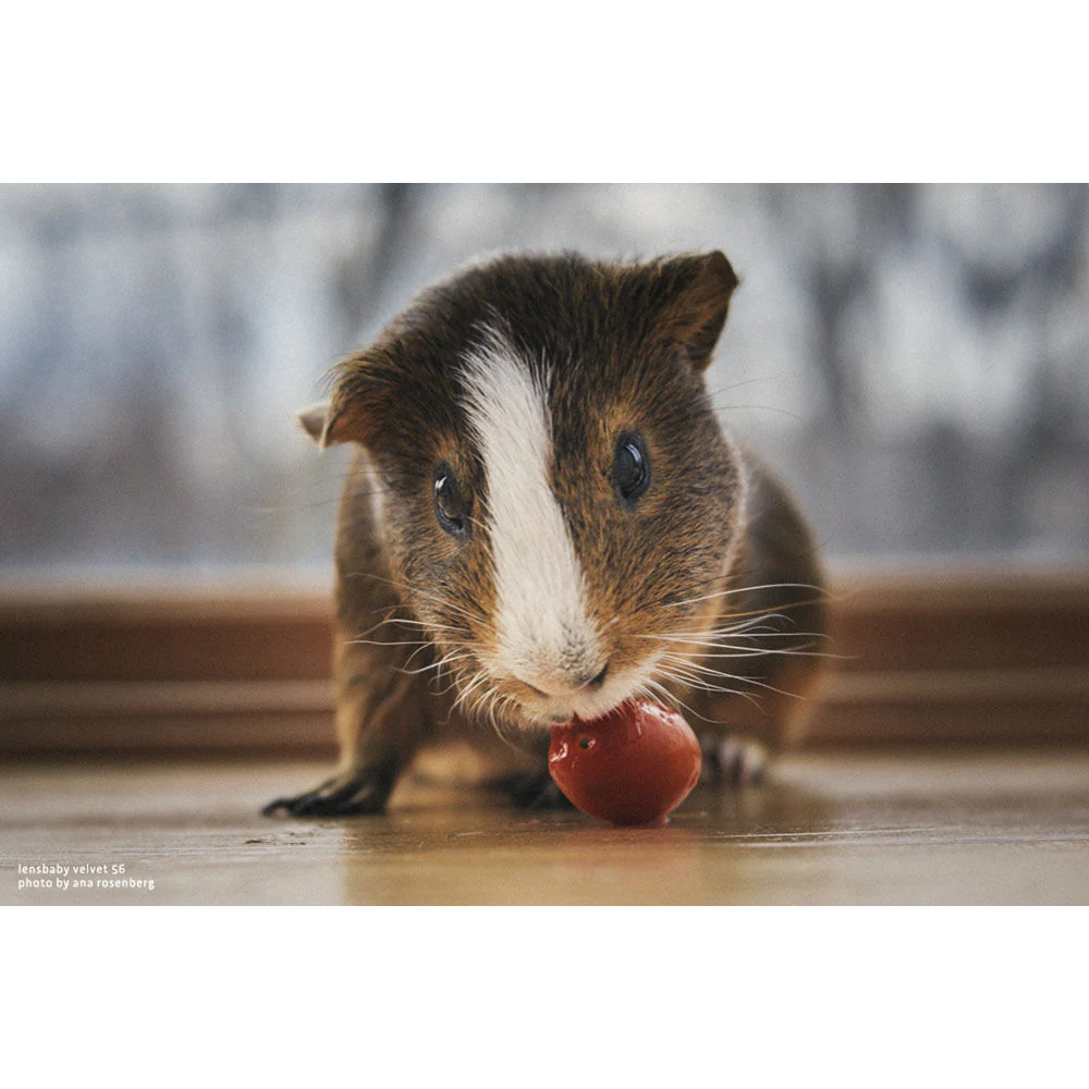 Lensbaby Velvet 56mm f/1.6 Lens for Nikon Z - Image 3
