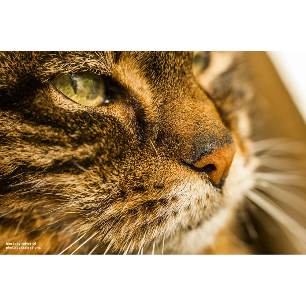 Lensbaby Velvet 56mm f/1.6 Lens for Nikon Z - Image 4