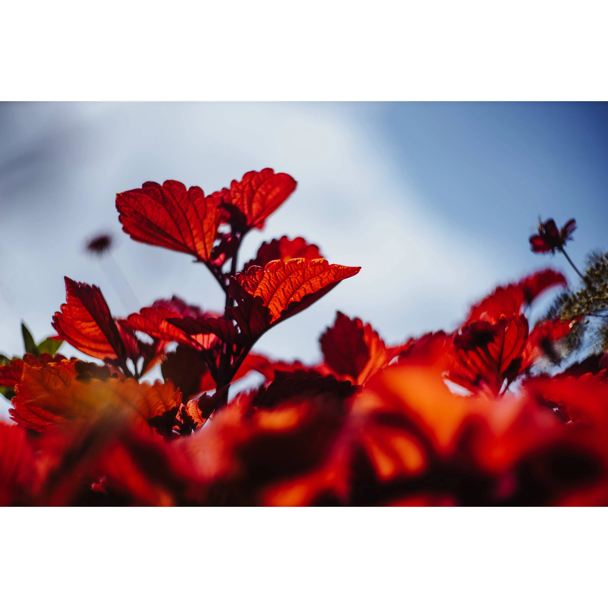Meyer-Optik Gorlitz Biotar 75mm f/1.5 II Lens (Canon RF) - Image 2