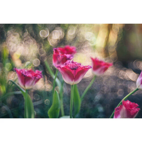 Meyer-Optik Gorlitz Trioplan 100 f2.8 II Lens for Canon RF - Image 3